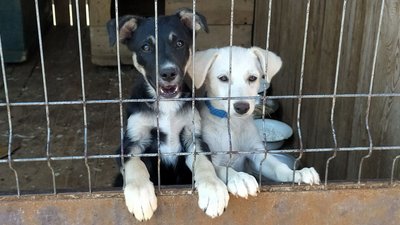 У Суми привезли врятованих з Херсонщини тварин