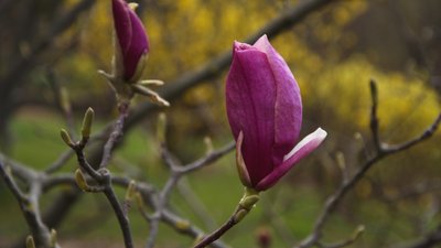 В Одеському ботсаду зацвіли перші сакури. ФОТО, ВІДЕО В Одеському ботсаду зацвіли перші сакури. ФОТО, ВІДЕО