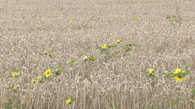 Аграрії Сумщини не можуть продати зібраний врожай Аграрії Сумщини не можуть продати зібраний врожай