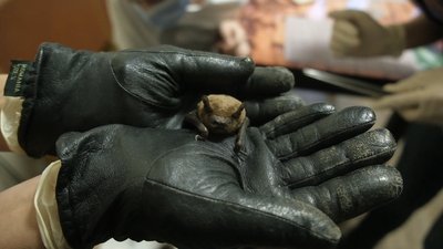 Вінницька письменниця прихистиле у себе вдома вісім кажанів Вінницька письменниця прихистиле у себе вдома вісім кажанів