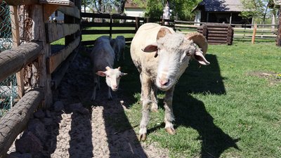 “Туристична родзинка”: як у музеї на Рівненщини створили господарчий двір із вівцями та козами “Туристична родзинка”: як у музеї на Рівненщини створили господарчий двір із вівцями та козами