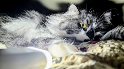 Кіт поруч із ліхтариком