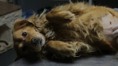 Знайшли нові родини: історія собак Черрі і Челсі, врятованих з прифронтової зони