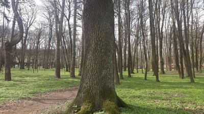 У парку імені Шевченка в Івано-Франківську почали лікувати дерева-довгожителі У парку імені Шевченка в Івано-Франківську почали лікувати дерева-довгожителі