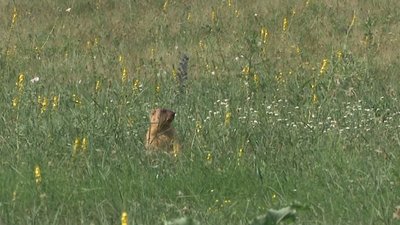Чотири поселення вздовж валів Більського городища: як живуть бабаки на Полтавщині