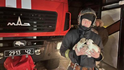 На Закарпатті пожежники винесли з палаючого будинку чотирьох цуценят