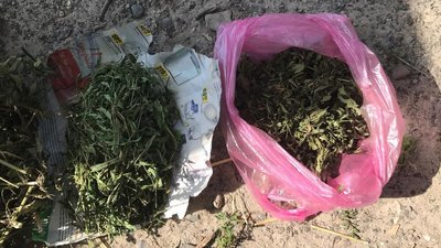 Де на Волині незаконно вирощують снодійний мак Де на Волині незаконно вирощують снодійний мак