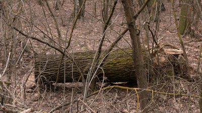 Рахували техніку, барикадували дороги та допомагали розвідці: оборона Крут 100 років потому Рахували техніку, барикадували дороги та допомагали розвідці: оборона Крут 100 років потому