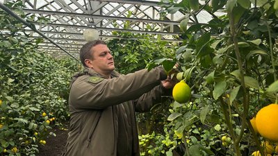 Схрещений з апельсином лимон: як у лісництві на Черкащині вирощують цитрусові Схрещений з апельсином лимон: як у лісництві на Черкащині вирощують цитрусові