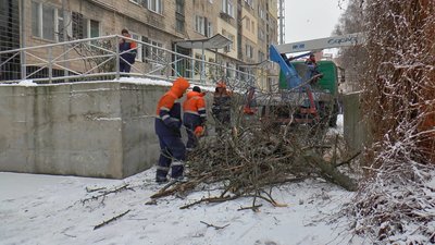 У Полтаві спиляли 1,5 тисячі аварійних дерев, а залишилося ще понад 2 тисячі У Полтаві спиляли 1,5 тисячі аварійних дерев, а залишилося ще понад 2 тисячі