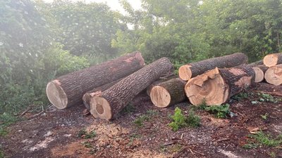 Збули деревини на мільйон гривень: на Тернопільщині підозрюють п'ятьох осіб Збули деревини на мільйон гривень: на Тернопільщині підозрюють п'ятьох осіб