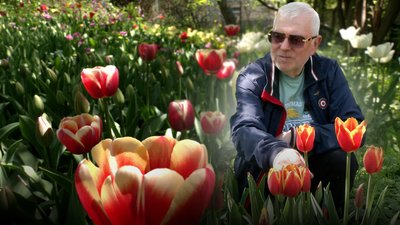 Тюльпани у Чернігові: 72-річний Валерій Пінчук вирощує 100 сортів тюльпанів