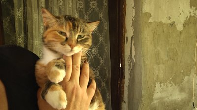У Житомирі волонтери впродовж року знайшли господарів для 400 безпритульних тварин