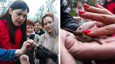 У Кропивницькому на волю випустили 15 кажанів У Кропивницькому на волю випустили 15 кажанів