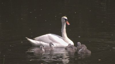 У Запорізькому парку вилупилися пташенята лебедів У Запорізькому парку вилупилися пташенята лебедів