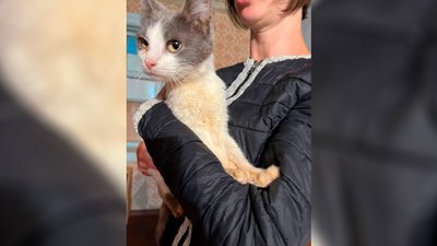 Кіт з Херсона Кіт з Херсона