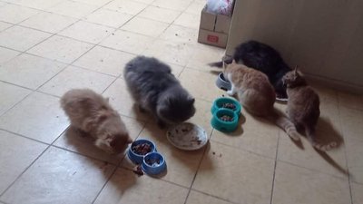15 котиків з прифоронтового Оріхова нині мешкають в Німеччині 15 котиків з прифоронтового Оріхова нині мешкають в Німеччині