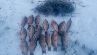 Морози браконьєрам не стали на заваді: за тиждень на Херсонщині збитків на 82 тисячі гривень