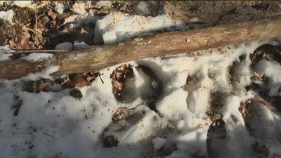 На Вінниччині мешкає третина зубрів На Вінниччині мешкає третина зубрів