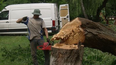 Не встигли зрізати: екологи пояснили, чому у Луцьку завалилася верба на дитячий майданчик