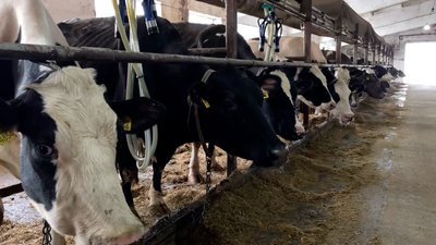 Корови на Чернігівщині на підприємстві, яке серед найкращих в Україні
