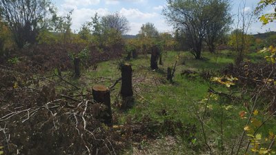 У Лозуватці на Кіровоградщині вирубали 100 дубів. Хто це зробив і чи законною була вирубка дерев У Лозуватці на Кіровоградщині вирубали 100 дубів. Хто це зробив і чи законною була вирубка дерев