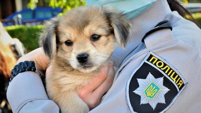Собака на руках поліцейського