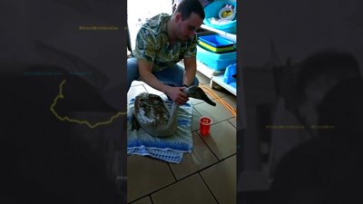 Лебедь Прилуки Лебедь Прилуки