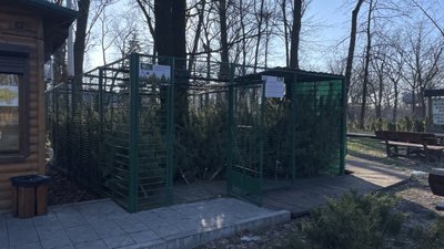 У лісництвах розпочали роздрібний продаж новорічних сосен У лісництвах розпочали роздрібний продаж новорічних сосен