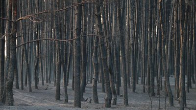 Лісову пожежу на Харківщині, яка знищила 22 будинки, загасили