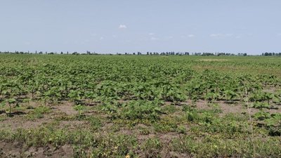 У Снігурівці фермер продовжує займатися посівною попри замінування та затоплення полів У Снігурівці фермер продовжує займатися посівною попри замінування та затоплення полів