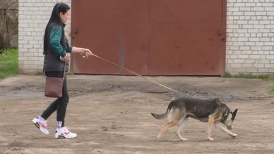 Прогулянки із собаками