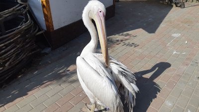 У Вінниці живе пелікан, який жонглює та розуміє людську мову У Вінниці живе пелікан, який жонглює та розуміє людську мову