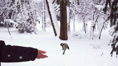 Синичка у парку