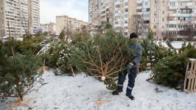 У столиці почали демонтувати незаконні ялинкові базари У столиці почали демонтувати незаконні ялинкові базари