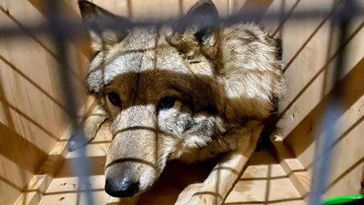 У Харкові з екопарку врятували вовків, яких раніше забрали у контрабандистів