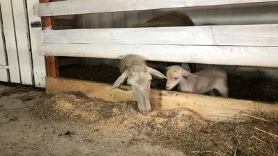 Врятували кіз, овець та віслючка. Як ферма на Прикарпатті стала прихистком для понад пів сотні тварин Врятували кіз, овець та віслючка. Як ферма на Прикарпатті стала прихистком для понад пів сотні тварин