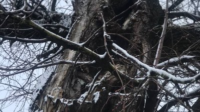 Липа Богдана Хмельницького Липа Богдана Хмельницького