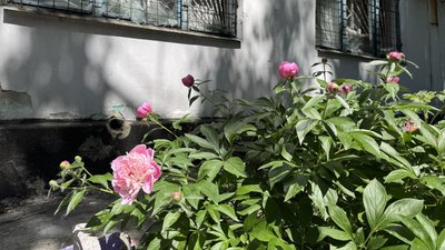 Квіти біля під'їзду у Донецькій області