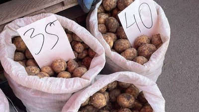 Сезон молодої картоплі