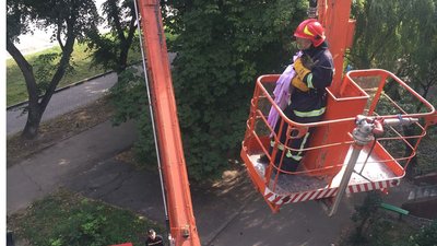 У Хмельницькому від падіння з піддашшя п'ятиповерхівки рятувальники врятували кошеня