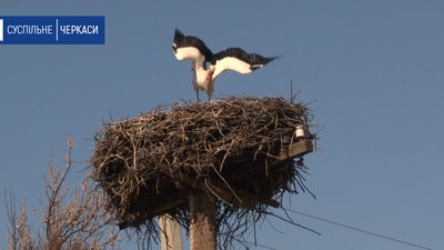 На Черкащині лелеки сорок років повертаються до одного села На Черкащині лелеки сорок років повертаються до одного села