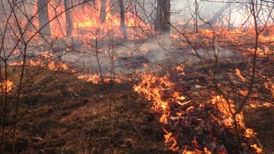 Поліцейські на Тернопільщині спіймали палія сухої трави Поліцейські на Тернопільщині спіймали палія сухої трави