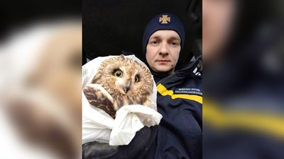 Миколаївські піротехніки врятували сову
