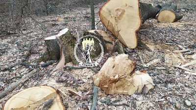 Світловодчани зупинили вирубку дубів у Кирилівському лісництві. Поліція перевіряє законність Світловодчани зупинили вирубку дубів у Кирилівському лісництві. Поліція перевіряє законність
