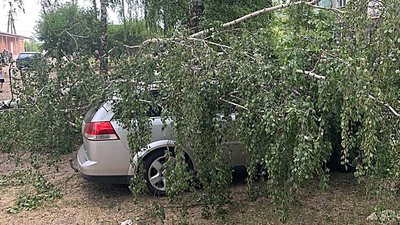 Повалені дерева та 31 населений пункт без світла — наслідки негоди на Сумщині