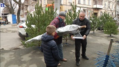 В Одесі розпочали продаж ялинок: ціна від 150 гривень