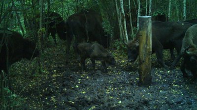 "Є тенденція до збільшення популяції": як і де живуть зубри на Волині