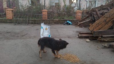 Працюємо в трьох векторах. Як вторгнення РФ вплинуло на діяльність миколаївських зоозахисників Працюємо в трьох векторах. Як вторгнення РФ вплинуло на діяльність миколаївських зоозахисників