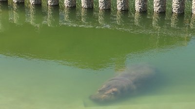 Підігрів води та озеро-басейн: в бегемота та крокодилів харківського зоопарку — нові вольєри Підігрів води та озеро-басейн: в бегемота та крокодилів харківського зоопарку — нові вольєри